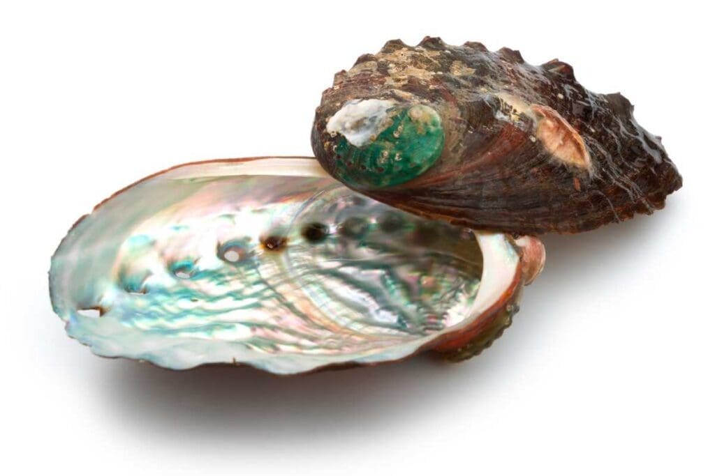 Differences Between Abalone And Mother Of Pearl (Nacre) Mondoro