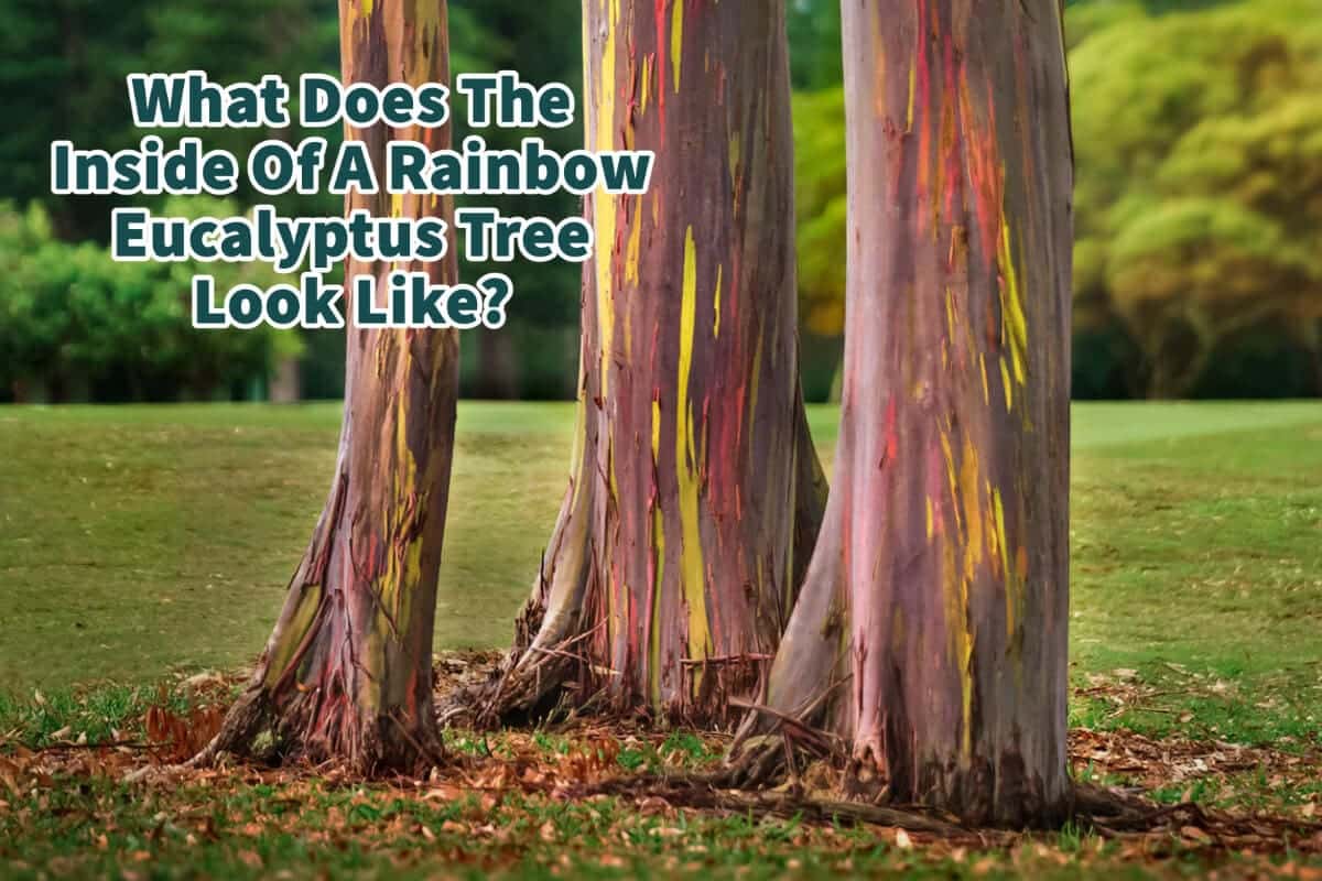 What Does The Inside Of A Rainbow Eucalyptus Tree Look Like? Mondoro
