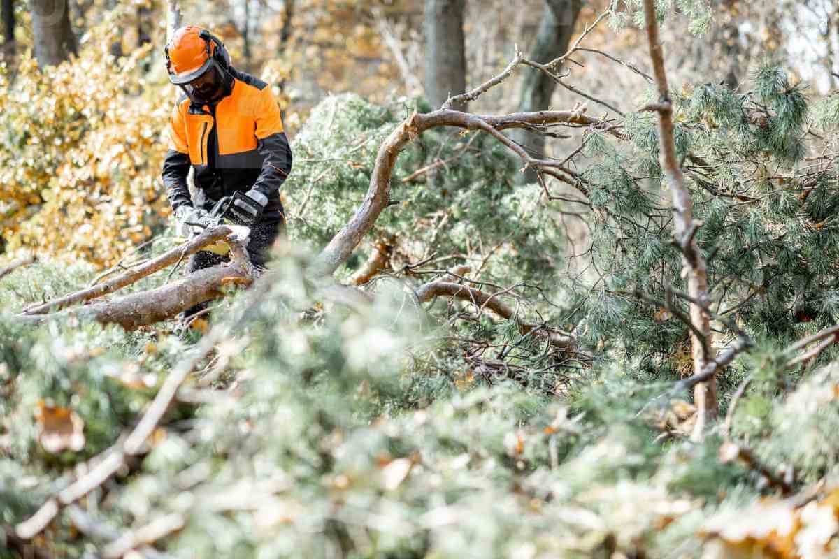 Cutting The Pine Tree Mondoro