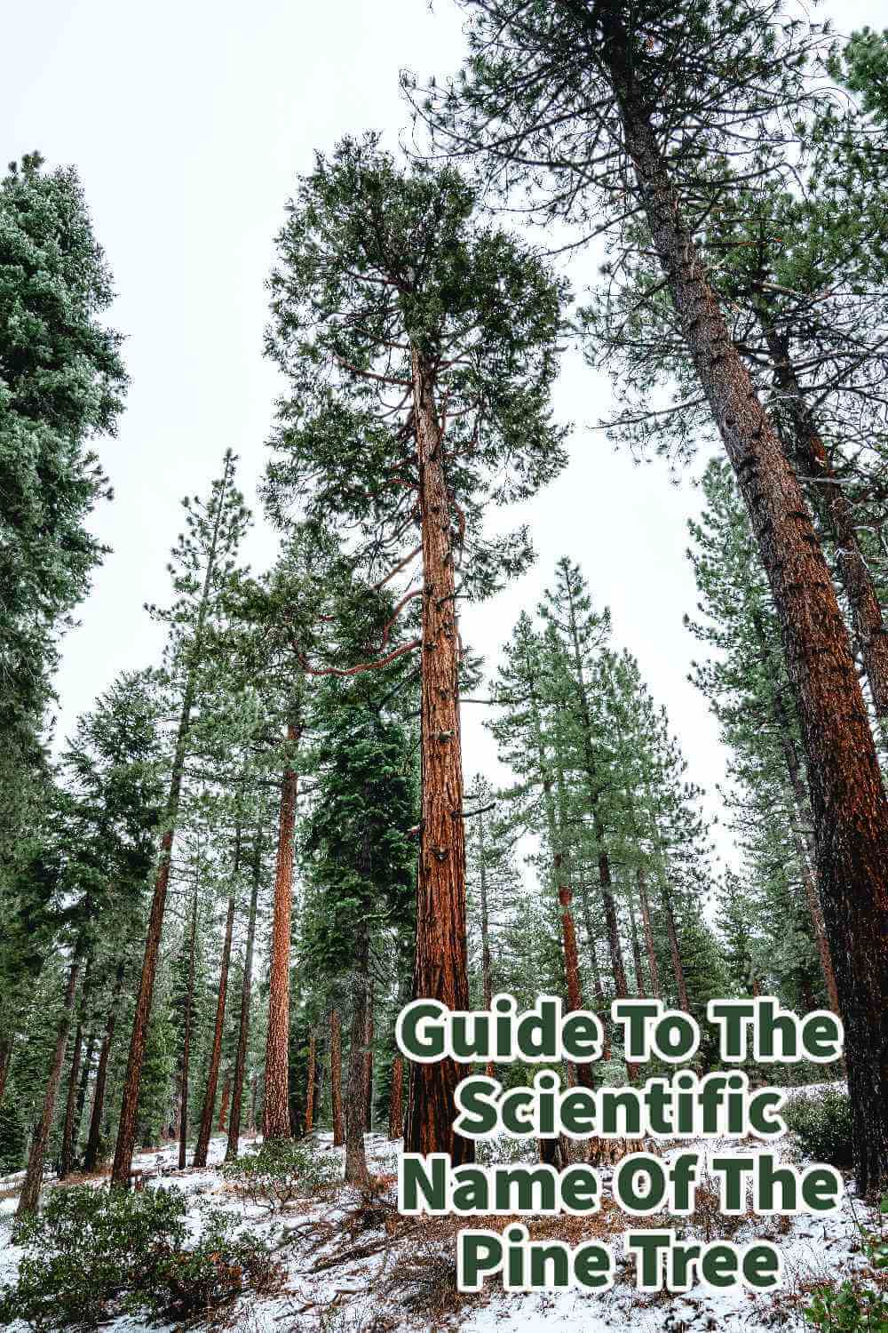 Guide To The Scientific Name Of The Pine Tree Mondoro