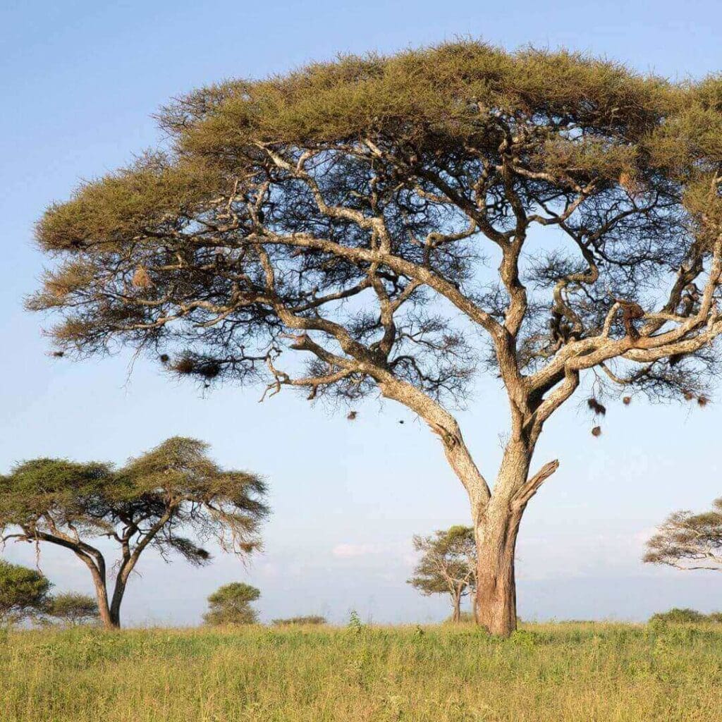 Guide To Acacia Wood Vs. Rubber Wood Mondoro