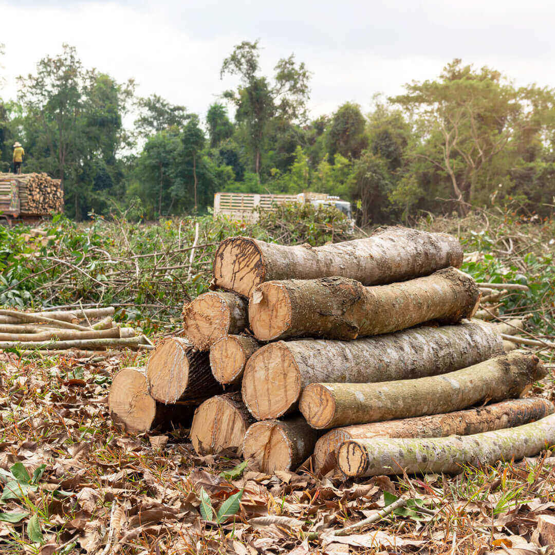 Rubberwood The Perfect Choice For Your EcoFriendly Home Mondoro