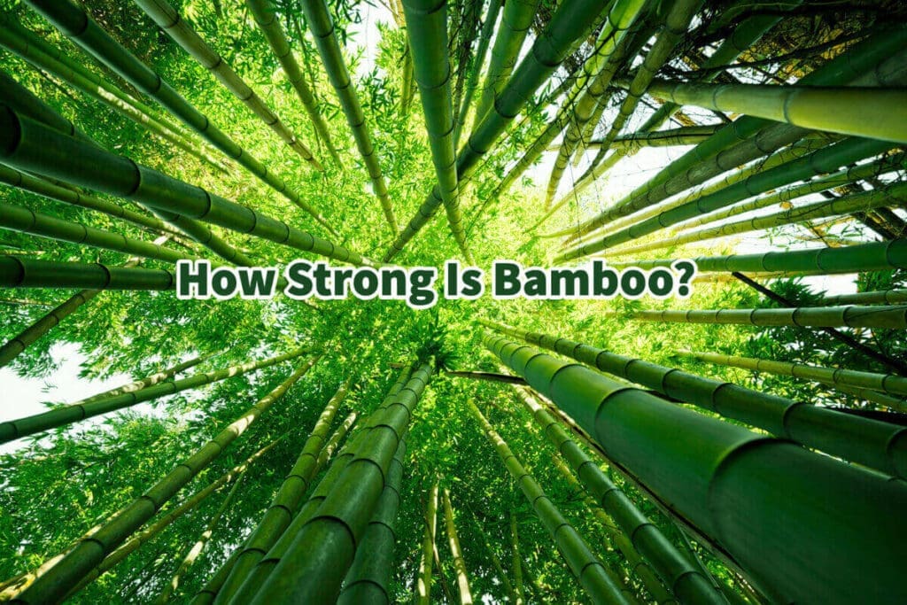 How Strong Is Bamboo? Mondoro