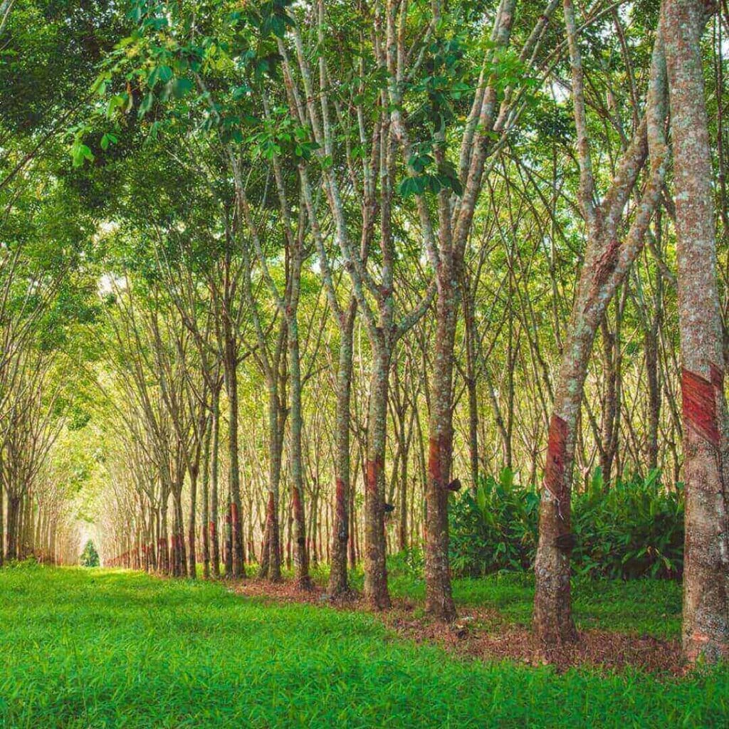 Guide To Acacia Wood Vs. Rubber Wood Mondoro