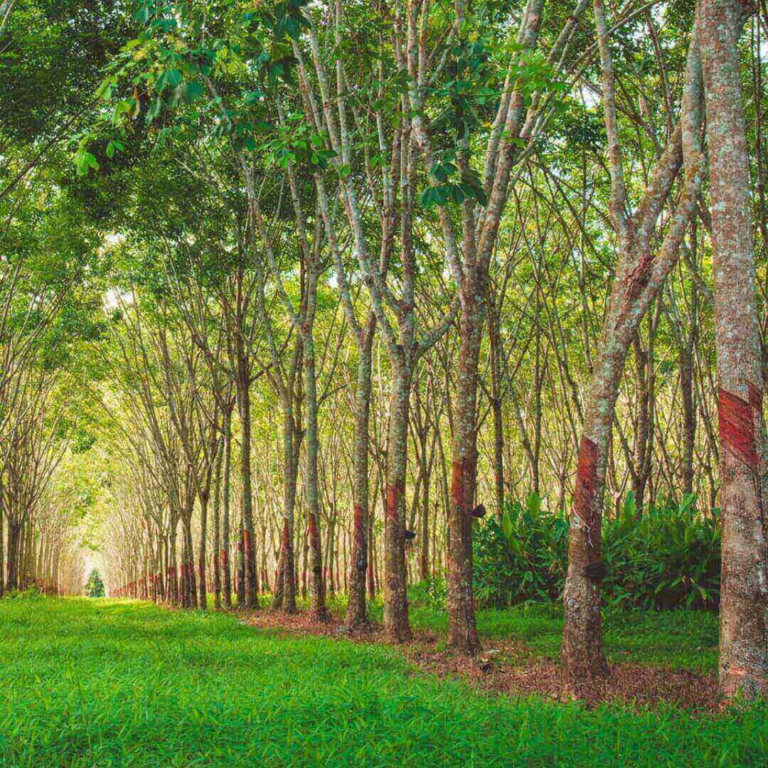 Guide To Acacia Wood Vs. Rubber Wood Mondoro