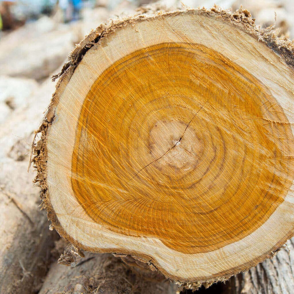 The Majestic Teak Tree History, Properties, And Uses Mondoro