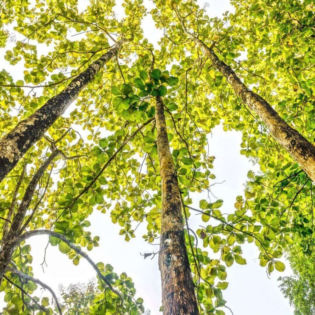 The Majestic Teak Tree History, Properties, And Uses Mondoro