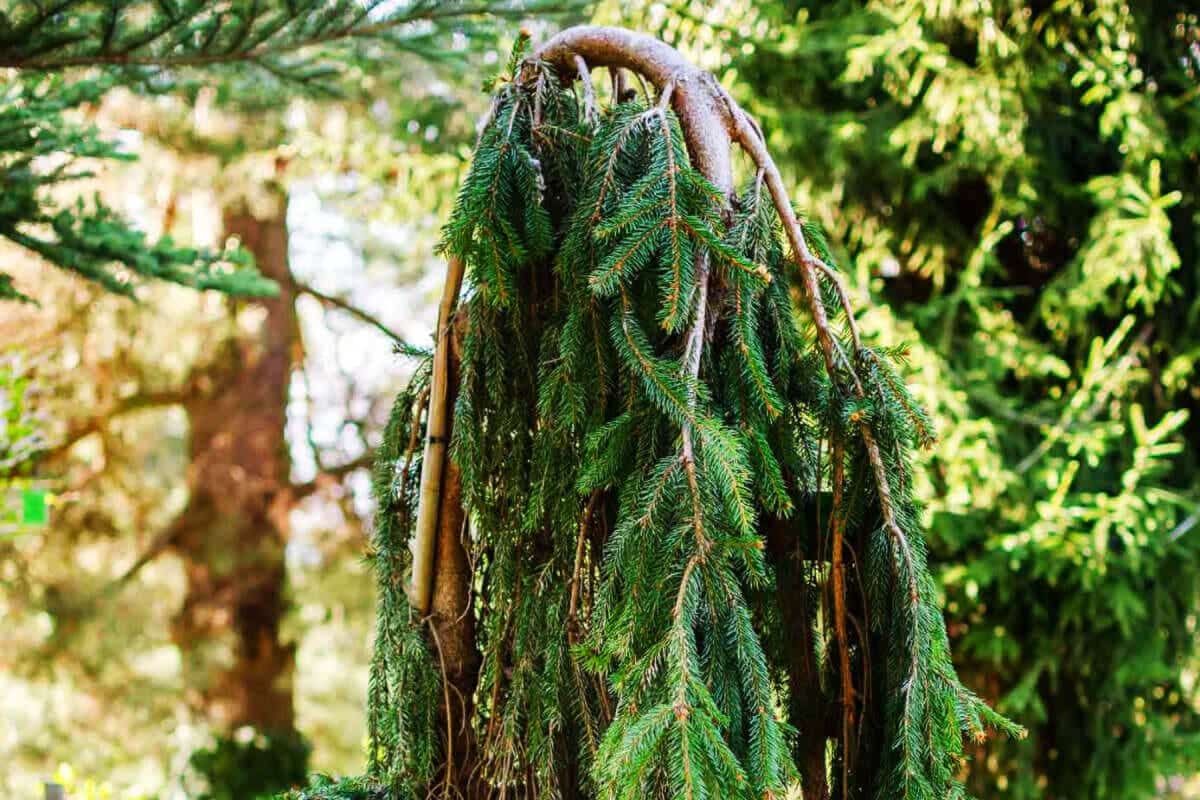 The Beauty Of The Weeping Pine Tree Symbolism And Meaning Mondoro