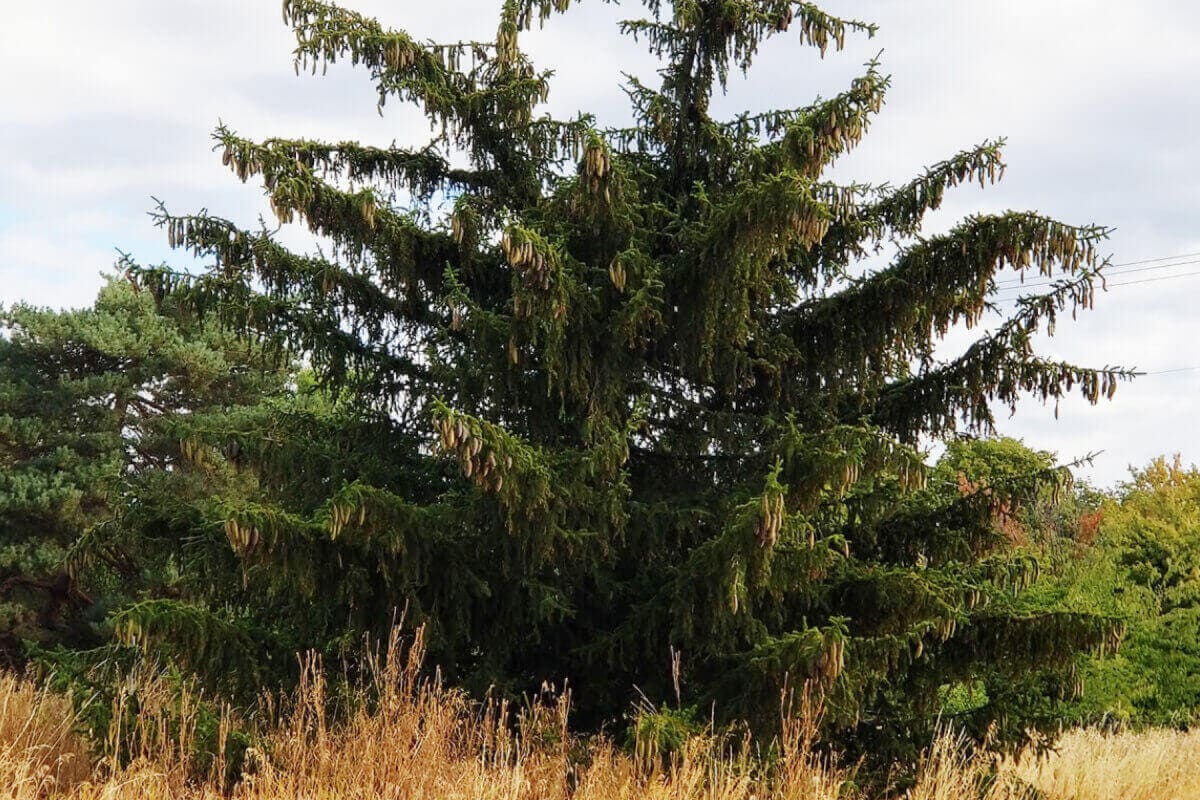 The Beauty Of The Weeping Pine Tree Symbolism And Meaning Mondoro