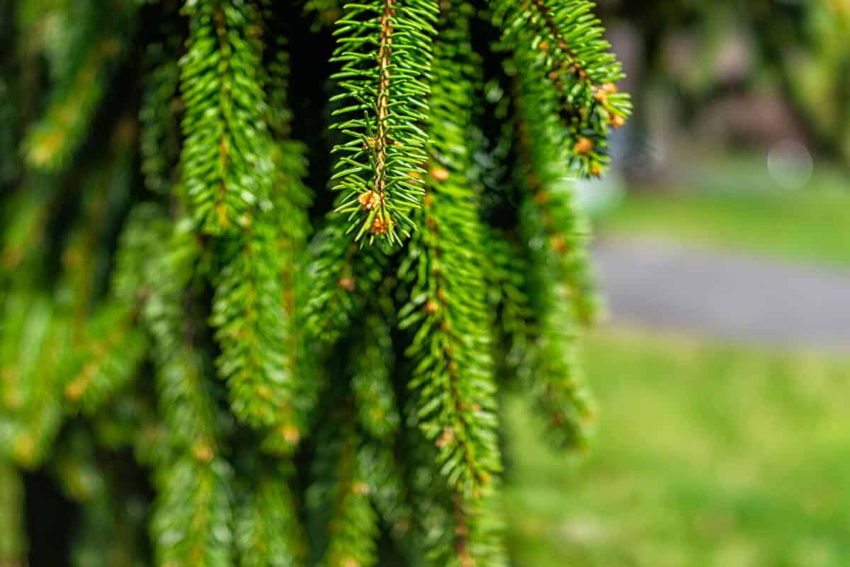 The Beauty Of The Weeping Pine Tree Symbolism And Meaning Mondoro
