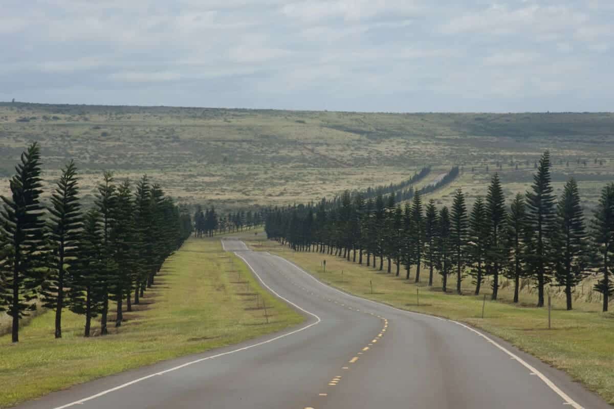 Uncover the Beauty of Hawaii Pine Trees Mondoro