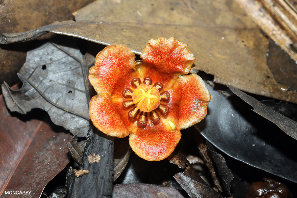 Amazon flower fruit