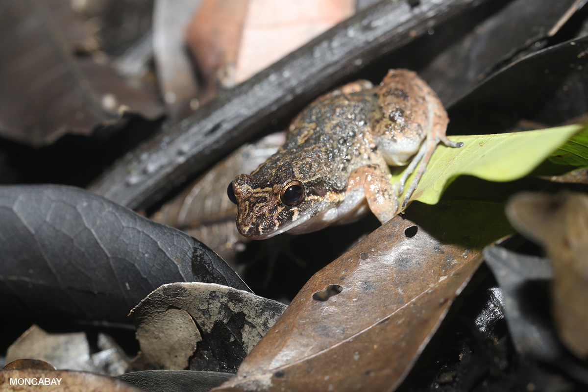 Rainforest frog in the Amazon