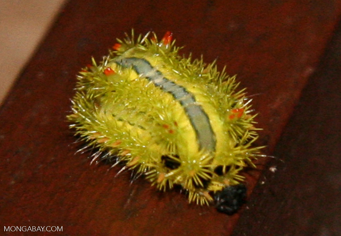 Yellow caterpillar with a black and white stripe down its back (Java)