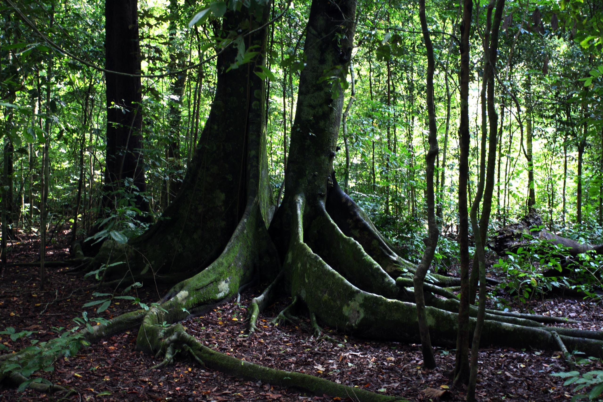 Buttress roots of a rainforest tree on Peucang Island