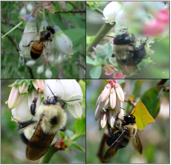 More is better high bee biodiversity boosts crop yields