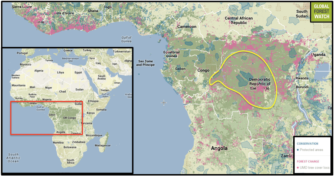 Is there hope for bonobos? Researchers, NGOs, gov't officials, local communities band together
