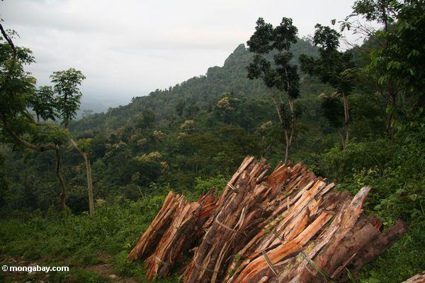 Fuel wood cut from the Java jungle (Java)