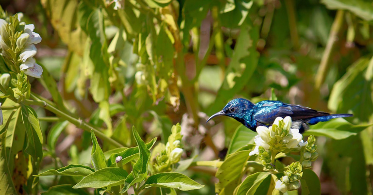 Mongabay India Video Production Coordinator - Environmental 