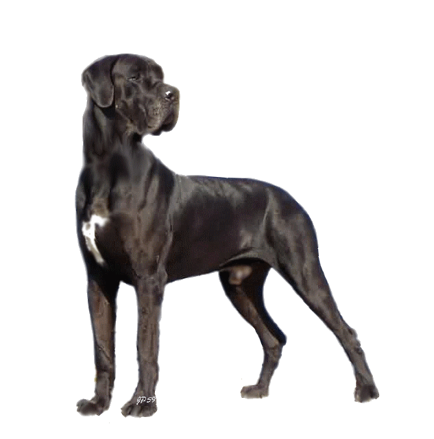 Labrador dessin de labrador