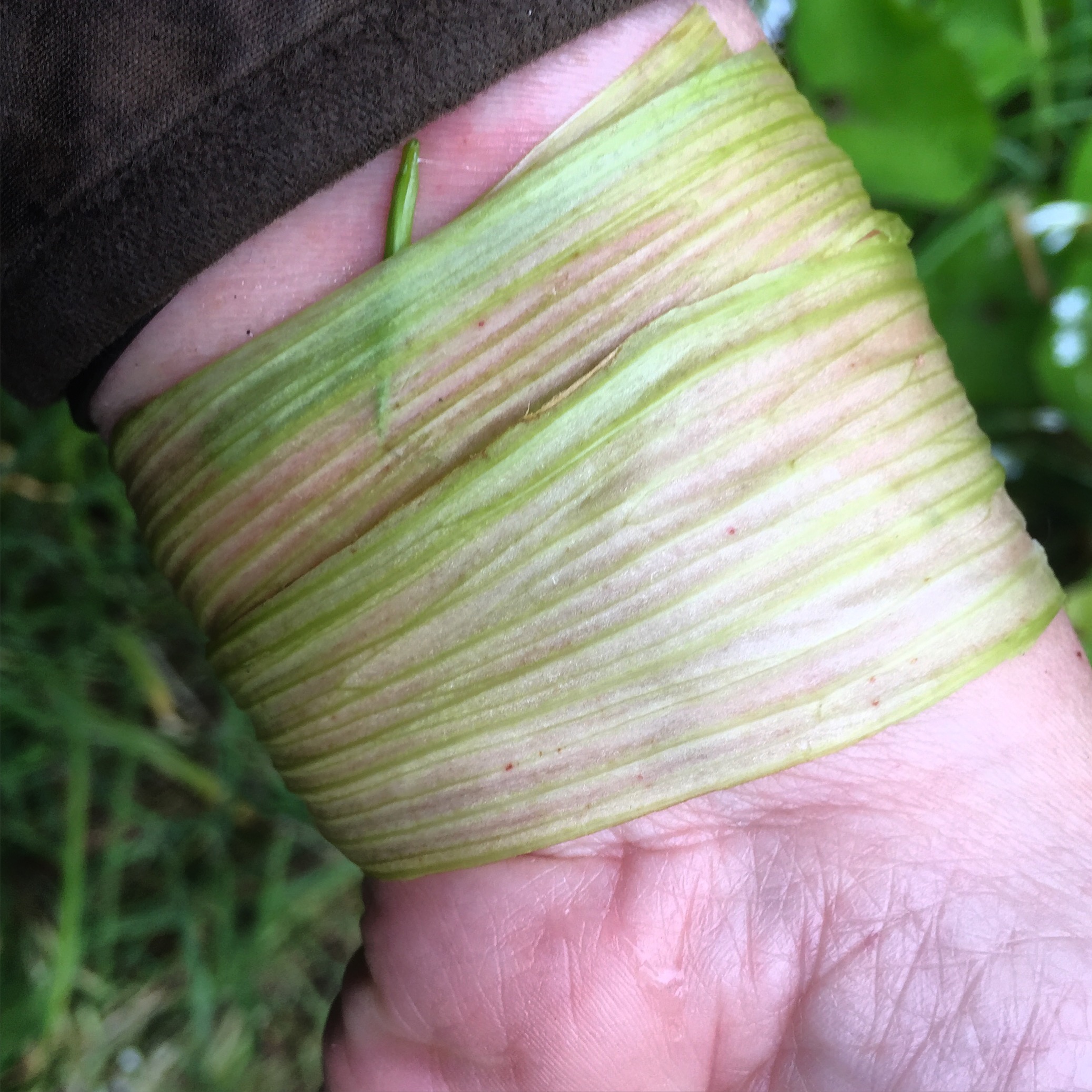 Do Dock Leaves Really Work?