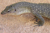Types Of Pet Monitor Lizards