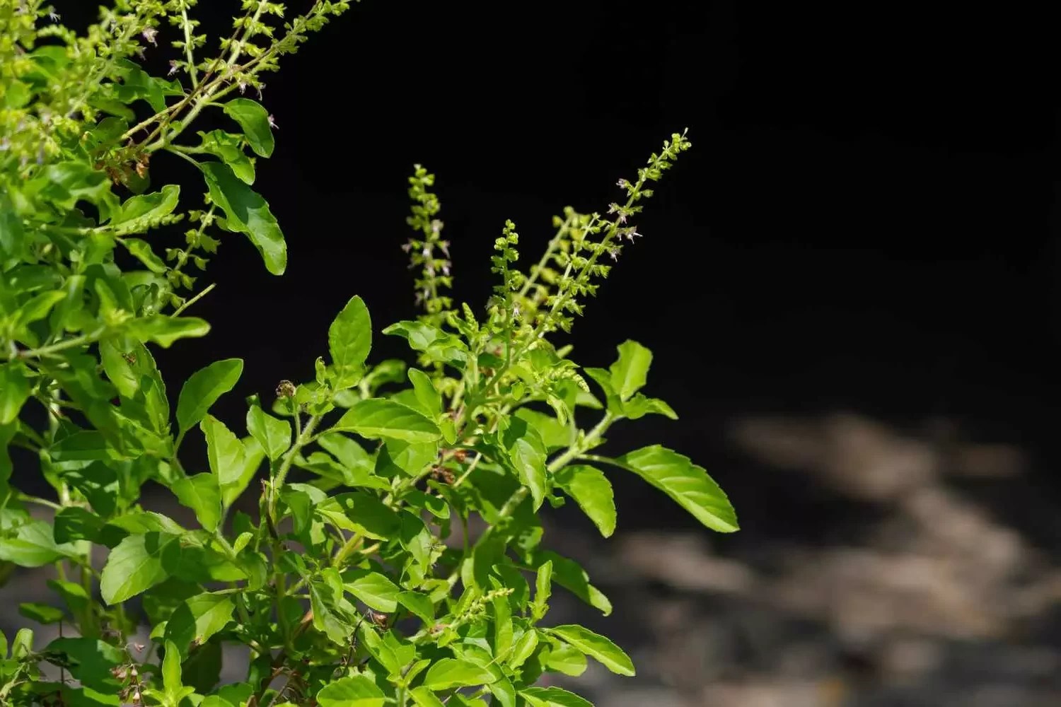 Cure Mouth Ulcers with Tulsi (Holy Basil) Juice Monjuz