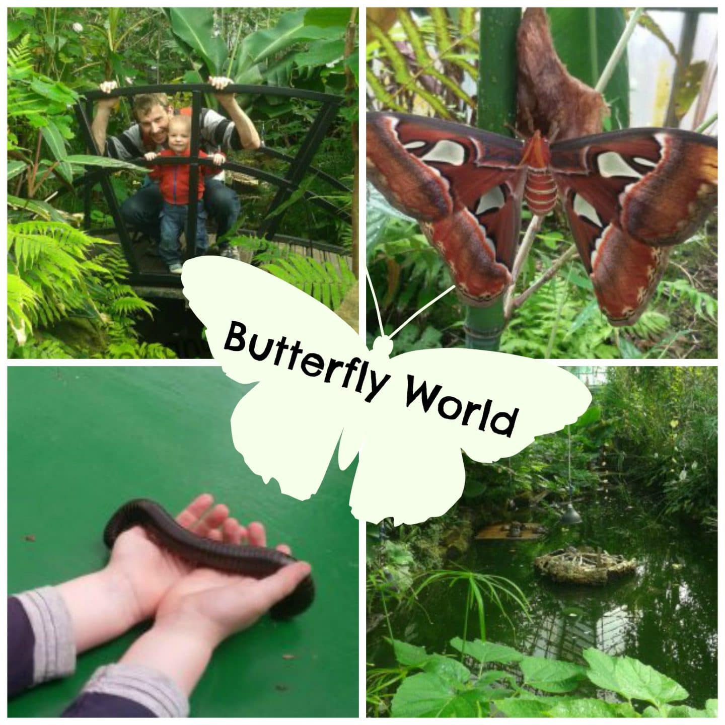 Butterfly World Edinburgh Monkey and Mouse