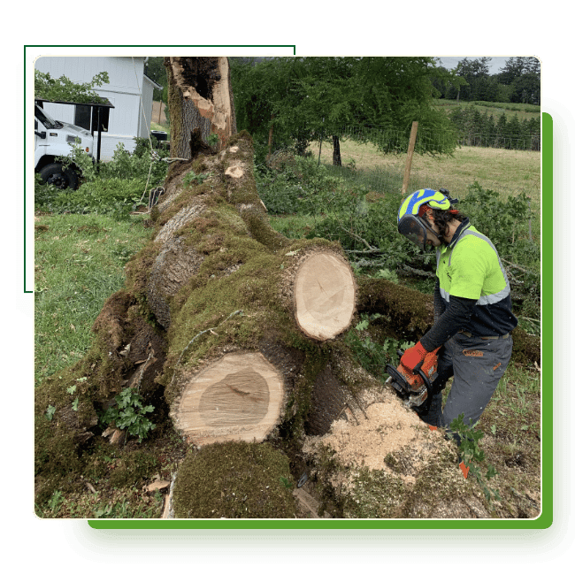 Monkeyman's Tree Service Tree Services in Portland, OR