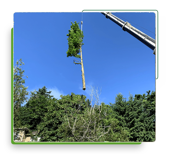Monkeyman's Tree Service Tree Services in Portland, OR