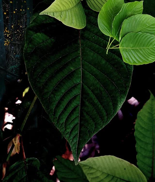 Carolina Kratom Review Before and After the Merge with Valkyrie