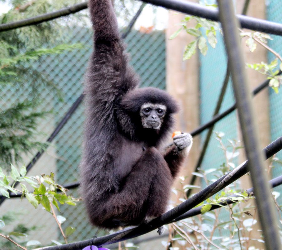 Lar Gibbons Monkey World
