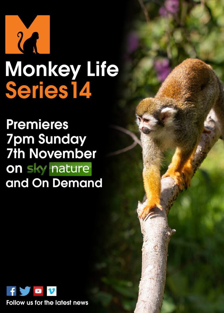 Give the Present of Primate Adoption!