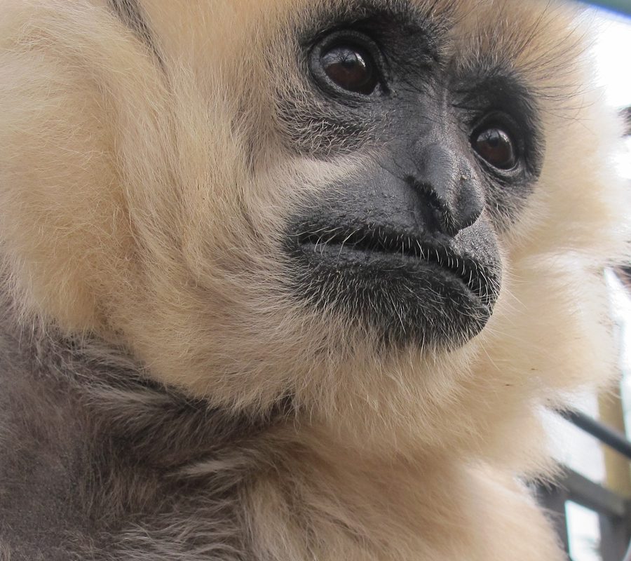 GoldenCheeked Gibbons Monkey World