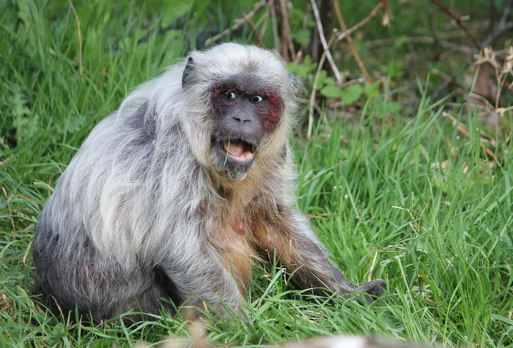 Rescue Information Monkey World