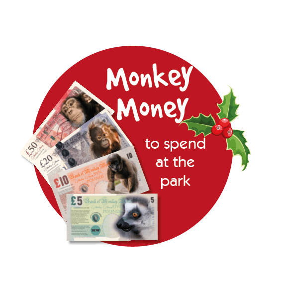 Monkey World Dorset Days Out Primate Ape Rescue Centre