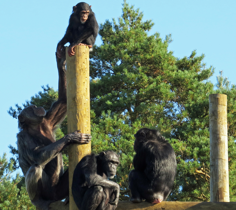 Our Primates Monkey World