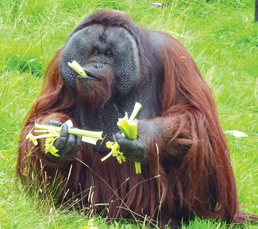 Our Primates Monkey World
