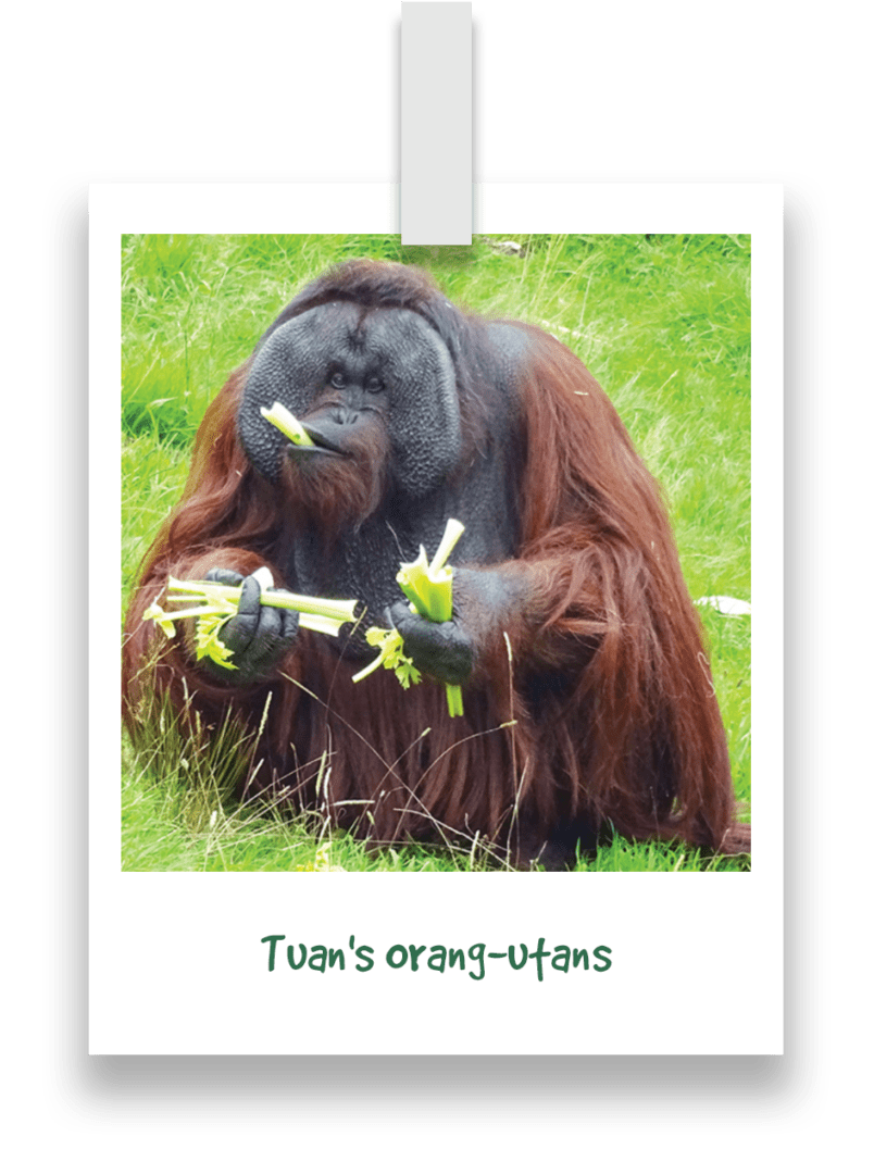 Primate Groups Monkey World