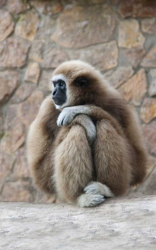 Gibbon Monkey Facts and Information
