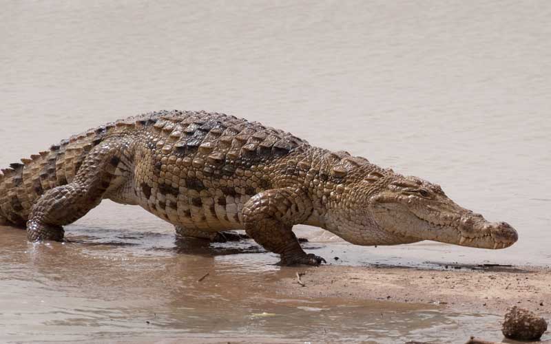 Monkey Predators Monkey Facts and Information