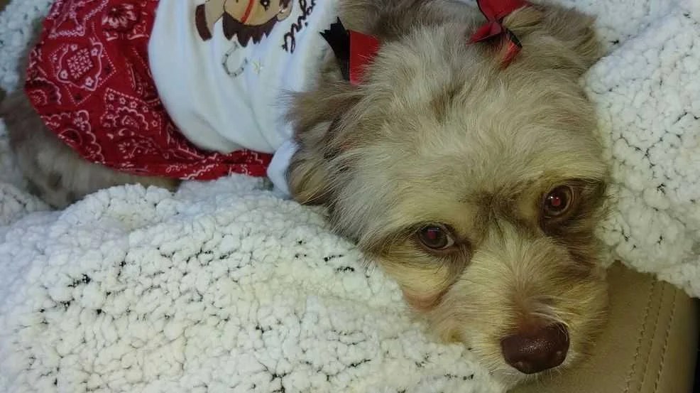 A Dog Lost His Ear After a Haircut at Petco Monkoodog