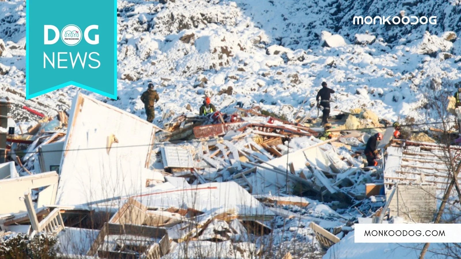 Dog Rescued In Norway Landslide Raises Hope Monkoodog