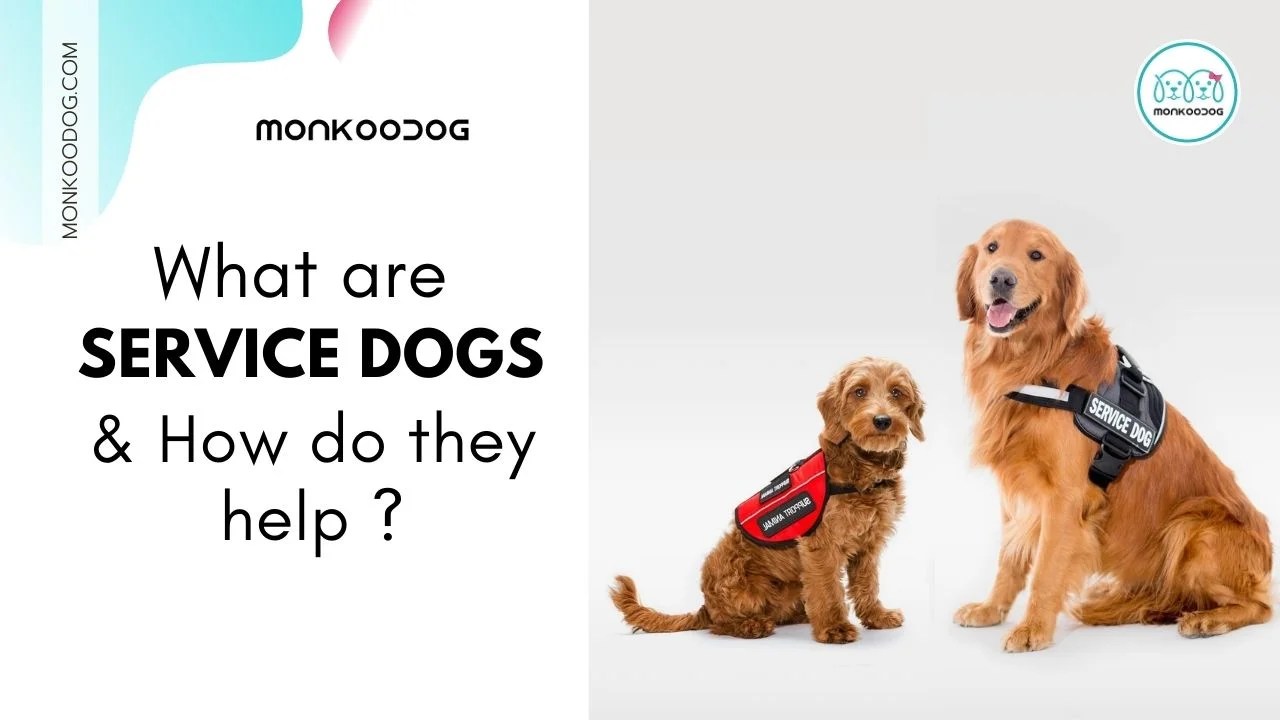 What Are Service Dogs And How Do They Help? Monkoodog