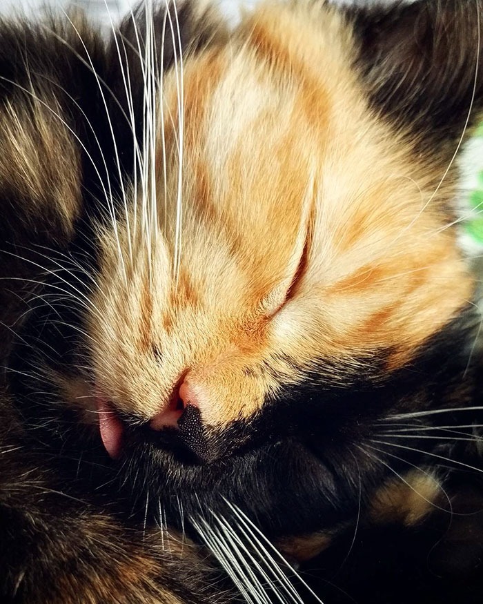 Chat à deux visages. Le chat avec des formes non