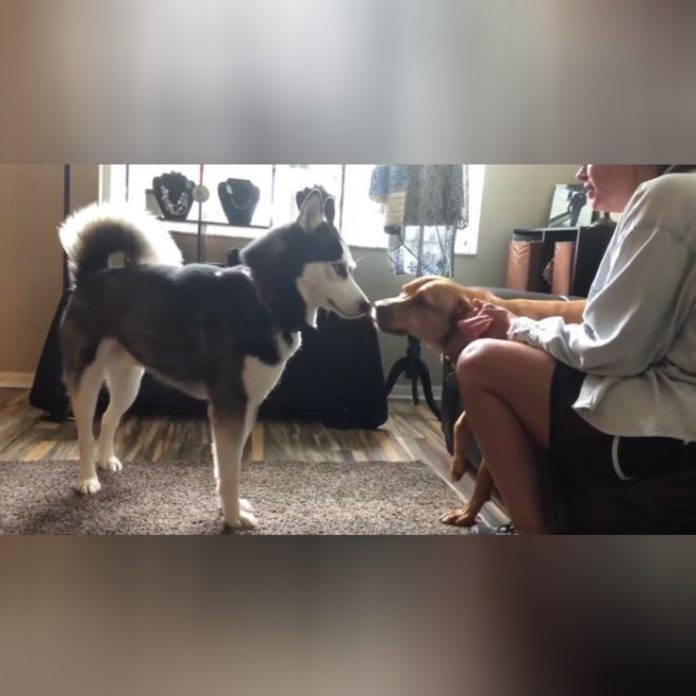 Deux frères chiens se disputent amèrement pour rien, avant de se