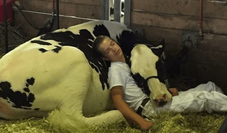 En perdant à une foire laitière et en s’endormant ensemble, un jeune et