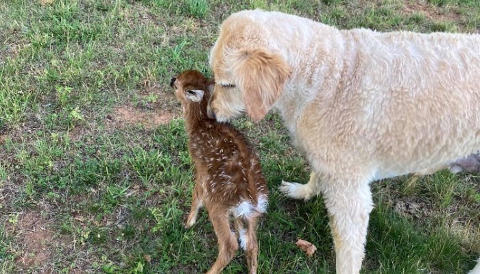 Un chien attentionné est allé dans l'eau pour sauver un petit faon, qui