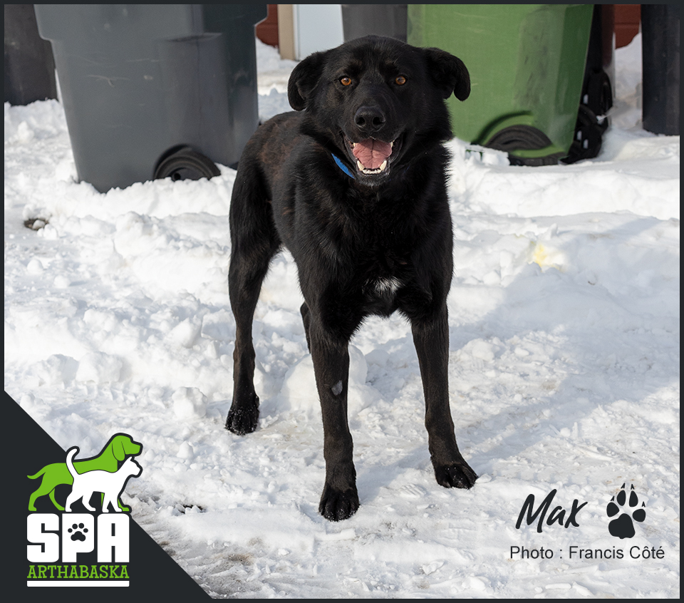 Mon Meilleur Compagnon