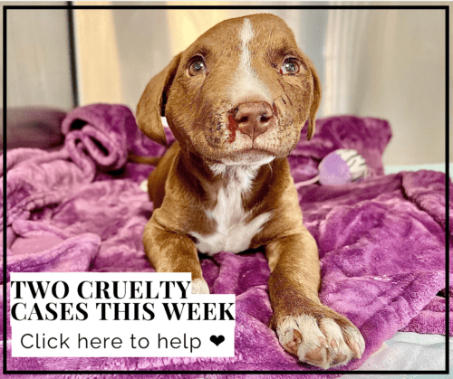 Thrift Store - Monmouth County Spca